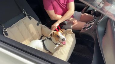 Beyaz kadın, Jack Russell Terrier köpeğini emniyet kemeriyle bağlıyor.