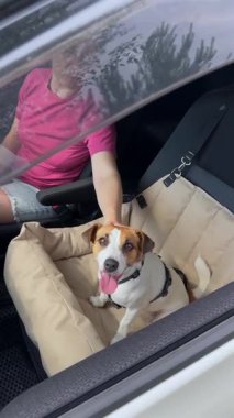 Beyaz kadın Jack Russell Terrier köpeği ile seyahat ediyor.