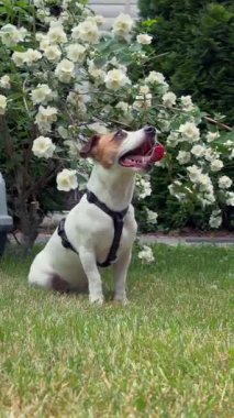Jack Russell Terrier 'ın köpeği çimenlikte, çiçekli bir çalılığın yanında.