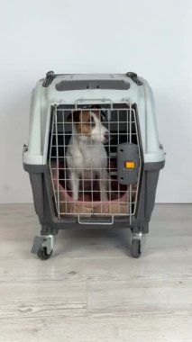 Pet Carrier for Travel filmindeki Jack Russell Terrier Dog. Dikey video