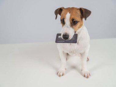  Card 'lı zeki köpek. Köpek ağzında kredi kartı tutarken dikkatlice oturuyor.
