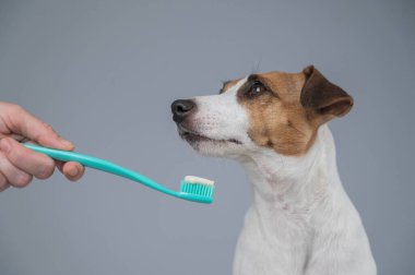 Sahibi dişlerini fırçalaması için Jack Russell Terrier 'ı öneriyor. Köpek diş macununu yalıyor.