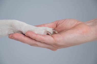 Sahibi köpeği pençesinden tutuyor. Yakın plan.