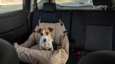 Jack Russell Terrier Köpeği Özel Araba Koltuğunda