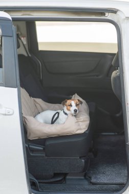 Jack Russell Terrier Köpeği Özel Araba Koltuğunda