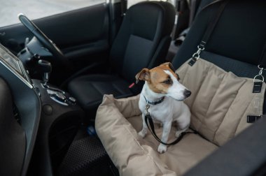 Jack Russell Terrier Köpeği Özel Araba Koltuğunda