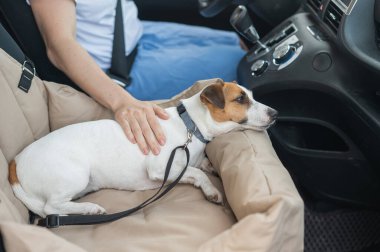 Beyaz kadın köpeğiyle arabayla seyahat ediyor. Jack Russell Terrier özel bir araba koltuğunda