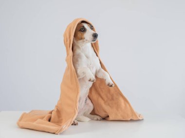 Beyaz arka planda havluya sarılı Jack Russell Terrier köpeği