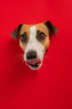 Komik köpek burnunu yalıyor. Jack Russell Terrier 'ın kafası kırmızı karton arka plandan dışarı fırlamış. Dikey fotoğraf