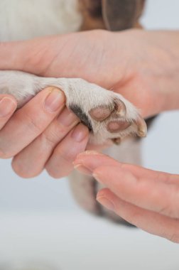 Sahibi köpeklerin patilerine balmumu sürer.