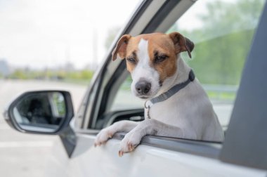 Jack Russell Terrier köpeği pencereden dışarı bakıyor.