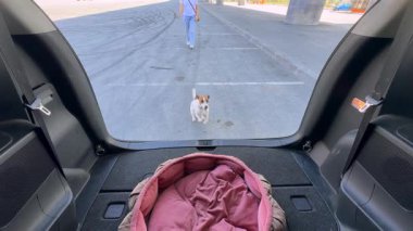 Beyaz kadın Jack Russell Terrier köpeğiyle bagaj kapısını kapatıyor.