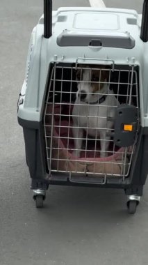 Beyaz kadın köpekle seyahat ediyor. Sahibi Jack Russell Terrier 'ı güvenli bir yolculuk için kafese taşıyor.
