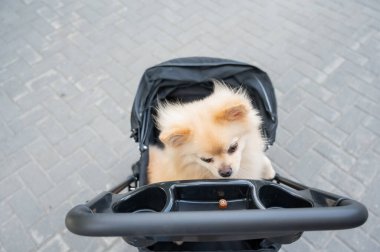 Evcil bebek arabasında şirin bir köpek.