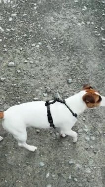 Beyaz kadın, Jack Russell Terrier köpeğini emniyet kemeriyle bağlıyor.