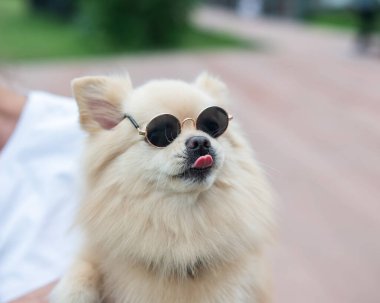 Yürüyüşte güneş gözlüğü takan sevimli Pomeranian.