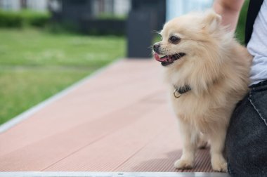 Yürüyüşe çıkmış şirin Pomeranya 'lılar.