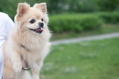 Yürüyüşe çıkmış şirin Pomeranya 'lılar.
