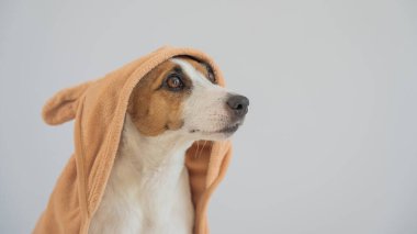 Beyaz arka planda havluya sarılı Jack Russell Terrier köpeği