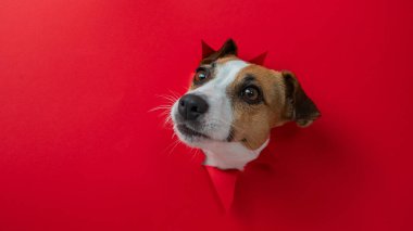 Komik Jack Russell Terrier köpeği kırmızı karton arka planda göze çarpıyor. Boşluğu kopyala