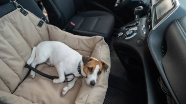 Jack Russell Terrier Köpeği Özel Araba Koltuğunda