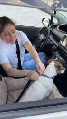 Beyaz bir kadın köpeğiyle arabaya biniyor. Jack Russell Terrier özel bir araba koltuğunda