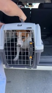 Beyaz kadın taşıyıcıyı bagajdan çıkarıp Jack Russell Terrier 'ı dışarı çıkarıyor.