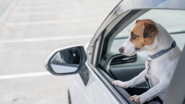 Jack Russell Terrier köpeği pencereden dışarı bakıyor.