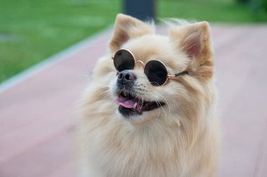 Yürüyüşte güneş gözlüğü takan sevimli Pomeranian.
