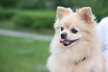 Yürüyüşe çıkmış şirin Pomeranya 'lılar.