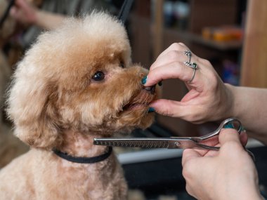Tımarcı, çikolatalı mini bir kanişi tımar ediyor.