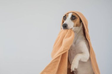 Beyaz arka planda havluya sarılı Jack Russell Terrier köpeği