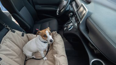 Jack Russell Terrier Köpeği Özel Araba Koltuğunda