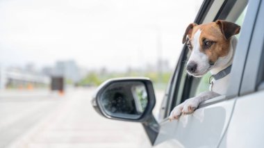 Jack Russell Terrier köpeği pencereden dışarı bakıyor.