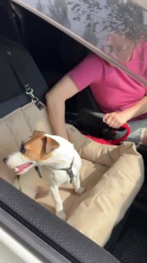 Beyaz kadın, Jack Russell Terrier köpeğini emniyet kemeriyle bağlıyor.