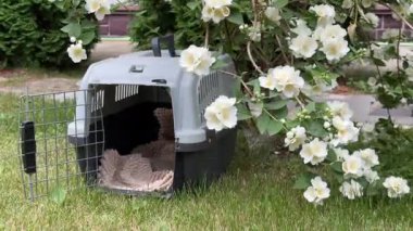 Jack Russell Terrier köpeği seyahat gemisine çarpar.