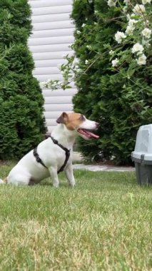 Jack Russell Terrier köpeği seyahat gemisinin yanında.