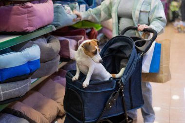 Bir kadın evcil hayvan dükkanında Jack Russell Terrier köpeği ile bebek arabasında alışveriş yapıyor.