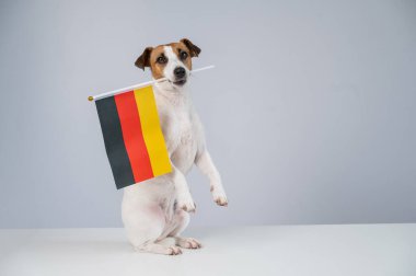 Beyaz arka planda Alman bayrağı tutan Jack Russell Terrier köpeği.
