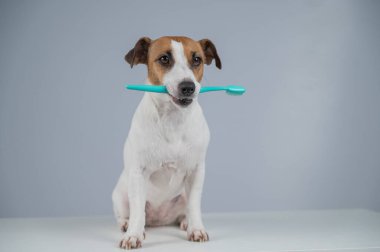 Jack Russell Terrier Köpeği Diş fırçasını Ağzında Tutuyor