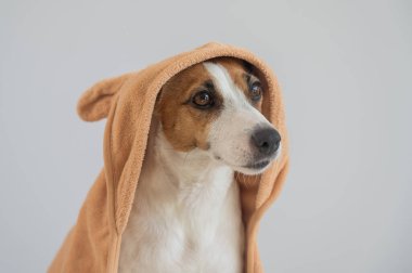 Beyaz arka planda havluya sarılı Jack Russell Terrier köpeği