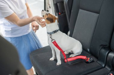 Beyaz kadın köpeğiyle arabayla seyahat ediyor. Sahibi Jack Russell Terrier 'ı emniyet kemeriyle bağlıyor.
