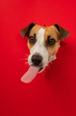 Komik köpek burnunu yalıyor. Jack Russell Terrier 'ın kafası kırmızı karton arka plandan dışarı fırlamış. Dikey fotoğraf