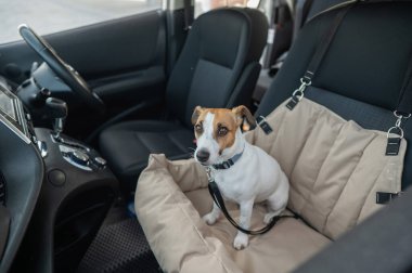 Jack Russell Terrier Köpeği Özel Araba Koltuğunda
