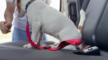 Beyaz kadın köpeğiyle arabayla seyahat ediyor. Sahibi emniyet kemeriyle Jack Russell Terrier 'ı çözüyor.