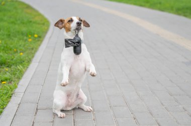 Bu büyüleyici görüntü, kaldırımda sabırla oturan küçük bir köpeği ağzında bir çöp torbasıyla yakalıyor.