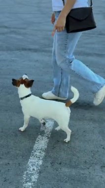Beyaz kadın Jack Russell Terrier 'ına bagaja atlamasını emrediyor.