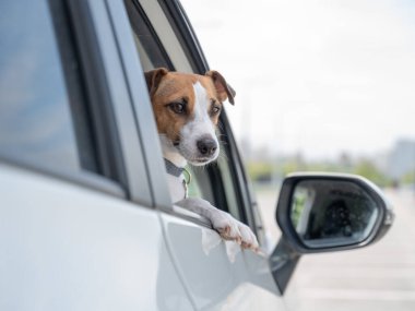 Jack Russell Terrier köpeği pencereden dışarı bakıyor.