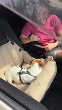 Beyaz kadın, Jack Russell Terrier köpeğini emniyet kemeriyle bağlıyor.