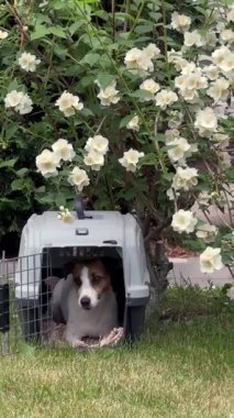 Jack Russell Terrier köpeği seyahat gemisinden çıkıyor.